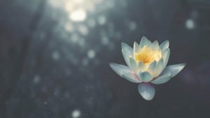 Yin Yoga Rebound – Die Kraft der Stille