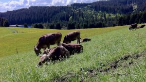 Es geht auch ohne Käse!