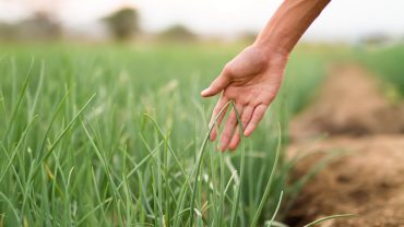 Meditation Altes weises Ich