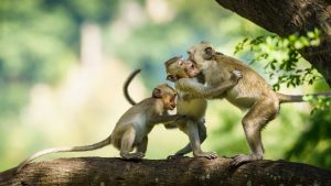 Raus aus dem Gedanken-Affenstall!