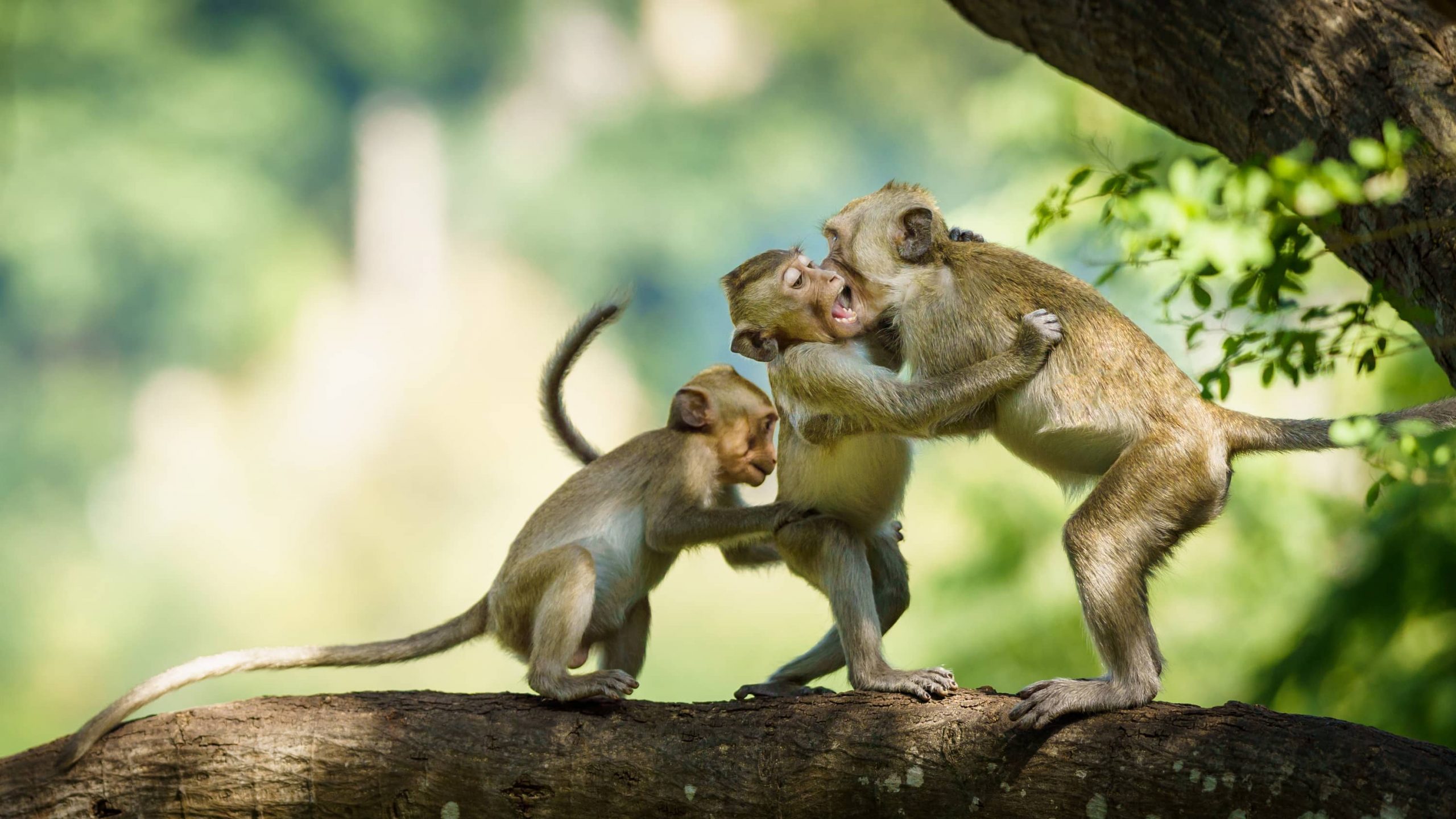 So ein Affenstall, oder der Kreis der Einflussnahme