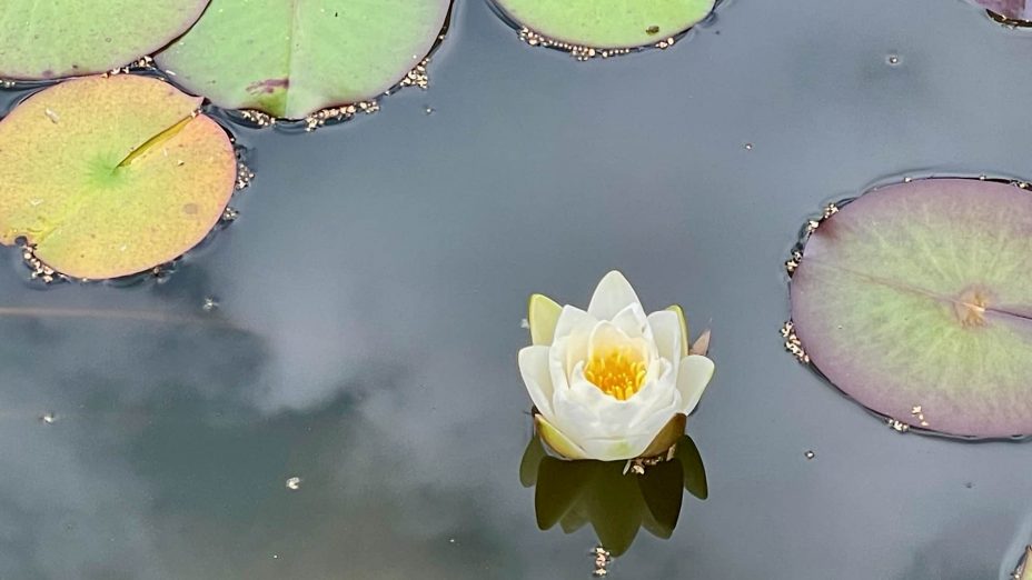 Hotel Fürstenfelder, Fürstenfeldruck – Teich