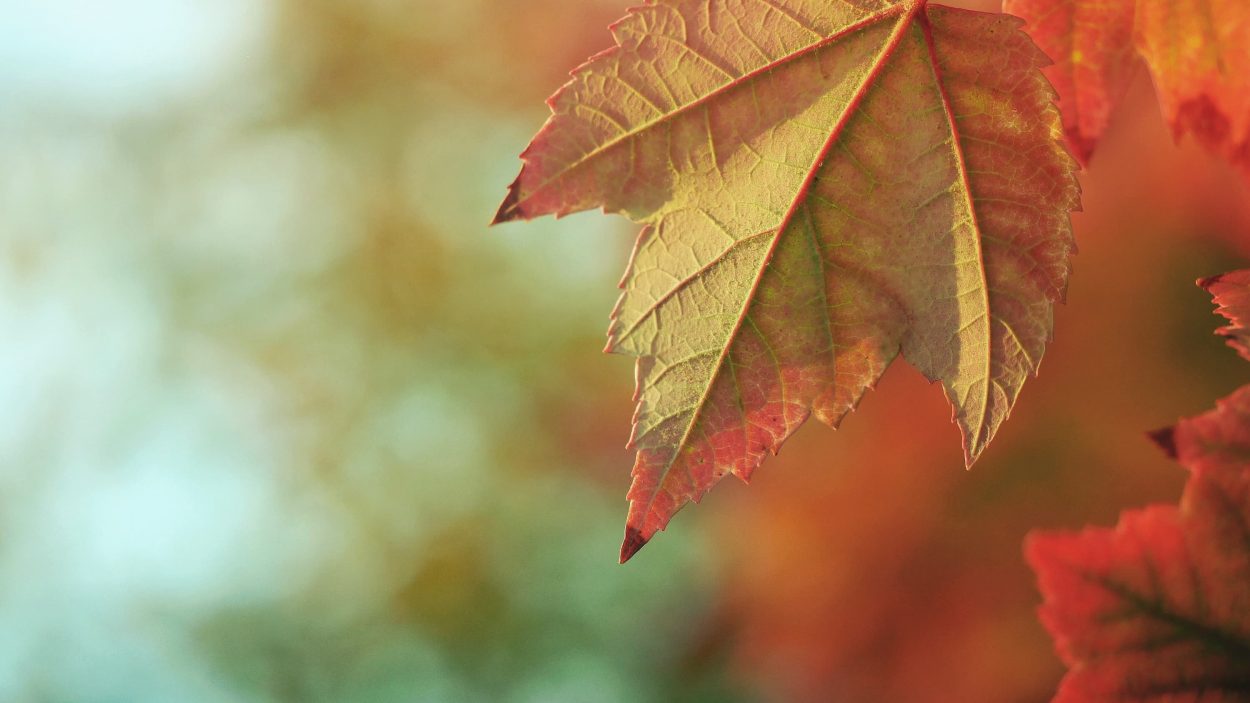 Ayurveda-Herbst