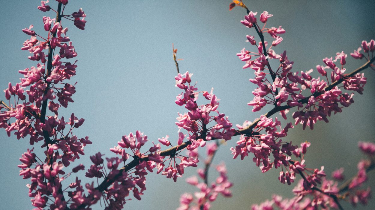 Frühling Ayurveda